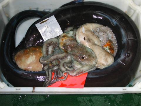 image Pulpo y congrio, Galicia