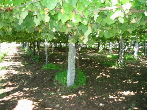image Viñas de albariño, Barrantes, Pontevedra