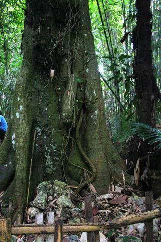 image Tumba de niños en árbol, Sulawesi, Indonesia