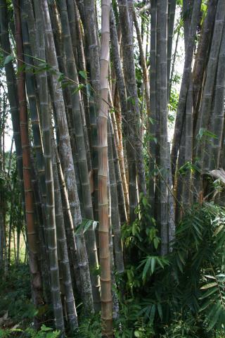 image Bambú, Sulawesi, Indonesia