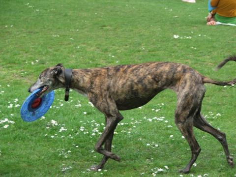 image Galgo jugando en un parque
