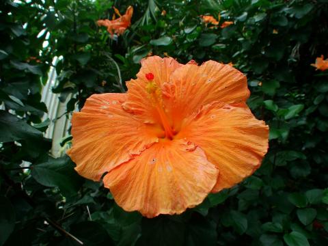 image Flor en un invernadero de Kew Gardens, Londres, Inglaterra