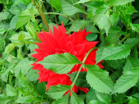 image Flor en un invernadero de Kew Gardens, Londres, Inglaterra