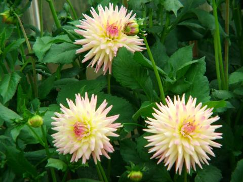 image Flor en un invernadero de Kew Gardens, Londres, Inglaterra