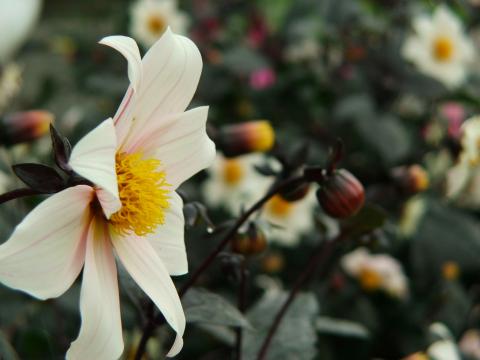 image Flor en un invernadero de Kew Gardens, Londres, Inglaterra