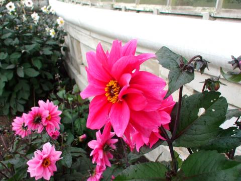 image Flor en un invernadero de Kew Gardens, Londres, Inglaterra