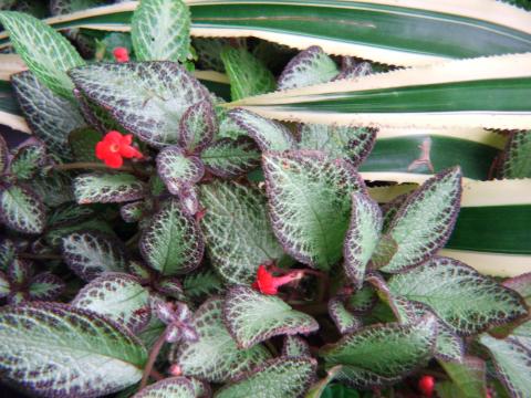 image Planta en un invernadero de Kew Gardens, Londres, Inglaterra