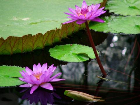 image Flores en un invernadero de Kew Gardens, Londres, Inglaterra