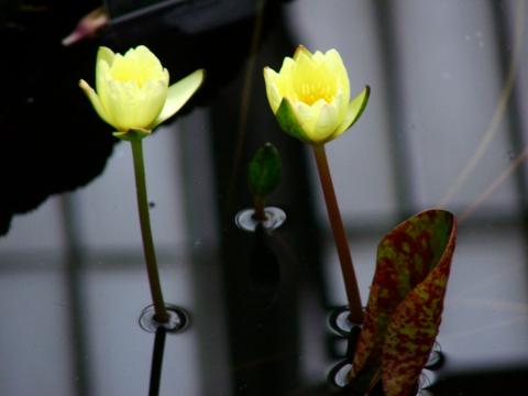 image Flores en un invernadero de Kew Gardens, Londres, Inglaterra