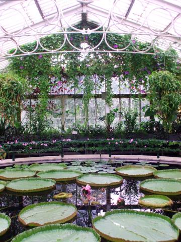 image Interior de un invernadero de Kew Gardens, Londres, Inglaterra