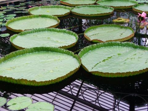 image Interior de un invernadero de Kew Gardens, Londres, Inglaterra