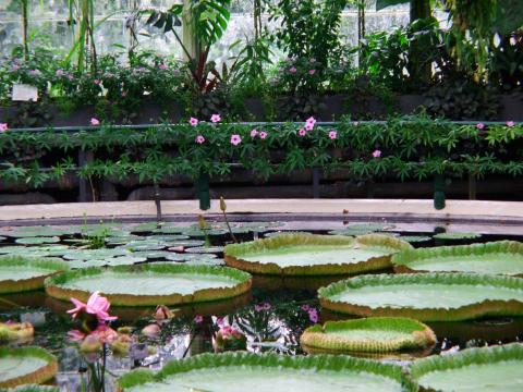 image Interior de un invernadero de Kew Gardens, Londres, Inglaterra