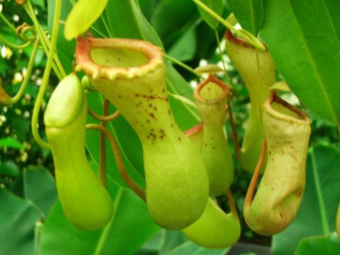 image Planta carnívora en un invernadero de Kew Gardens, Londres, Inglaterra