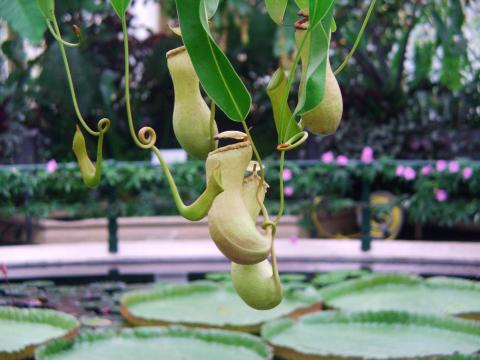 image Planta carnívora en un invernadero de Kew Gardens, Londres, Inglaterra