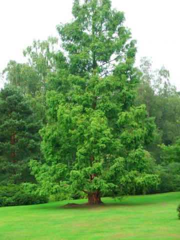 image Abeto en Kew Gardens, Londres