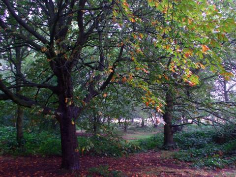 image Entre la vegetación, Richmond Park, Londres, Reino Unido