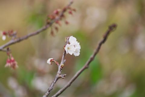 image Flor de un almendro