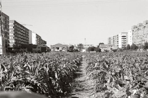 image Campos del barrio de Malilla, Valencia