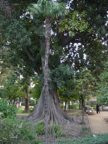 image Magnolio (Magnolia grandiflora) en los Jardines de Murillo, Sevilla