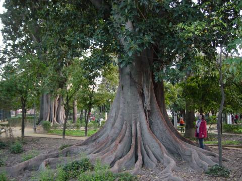 image Detalle de un magnolio en los Jardines de Murillo, Sevilla