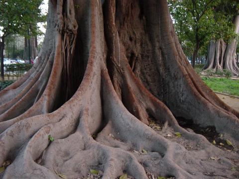 image Detalle de un magnolio en los Jardines de Murillo, Sevilla