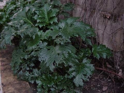 image Acanto (Acanthus mollis) en los Jardines de Murillo, Sevilla