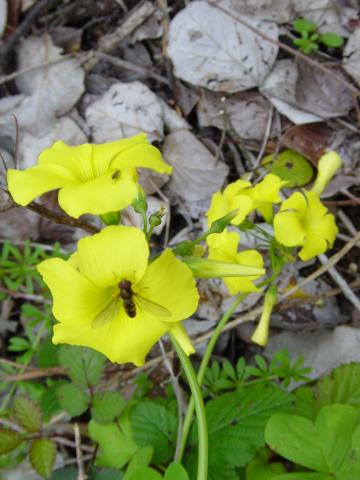 image Agrios (Oxalis pes-caprae)