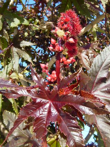 image Ricino (Ricinus communis)