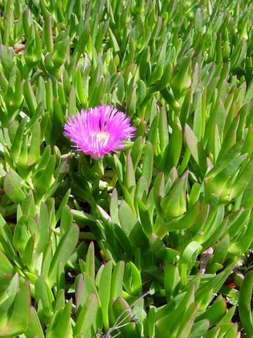 image Uña de gato (Carpobrotus edulis)