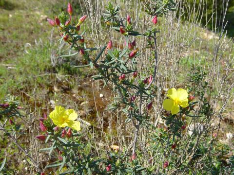 image Halimium commutatum