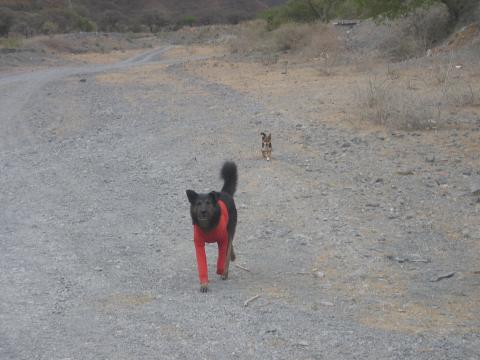 image Perros en Quebrada del Toro, Salta, Argentina