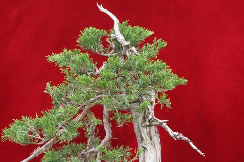 image Sabina rastrera (Juniperus sabina)