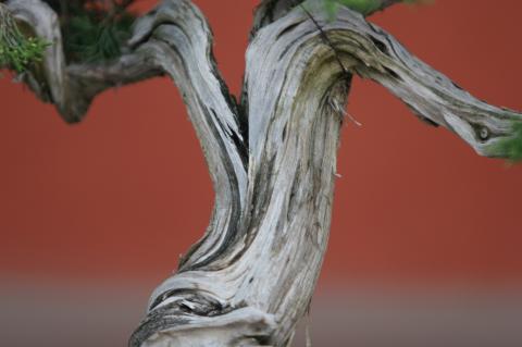 image Sabina rastrera (Juniperus sabina)