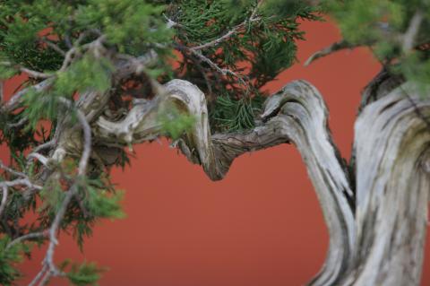 image Sabina rastrera (Juniperus sabina)