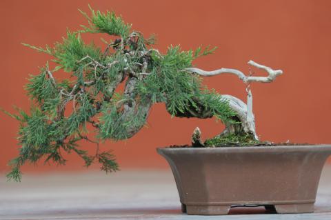 image Sabina rastrera (Juniperus sabina)