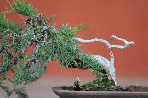 image Sabina rastrera (Juniperus sabina)