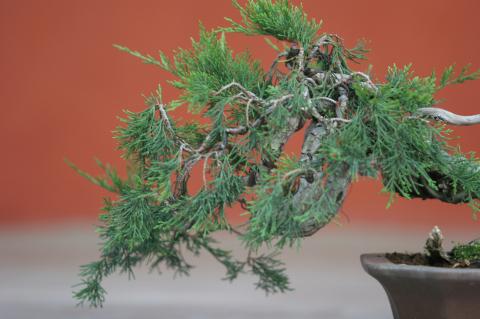 image Sabina rastrera (Juniperus sabina)