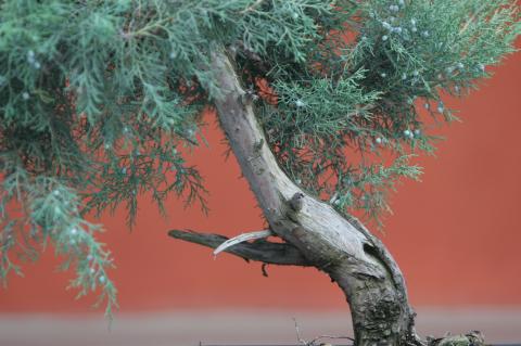 image Sabina rastrera (Juniperus sabina)