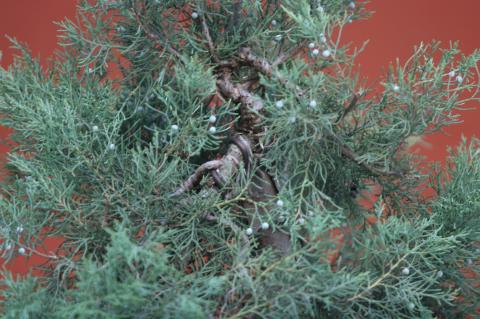 image Sabina rastrera (Juniperus sabina)