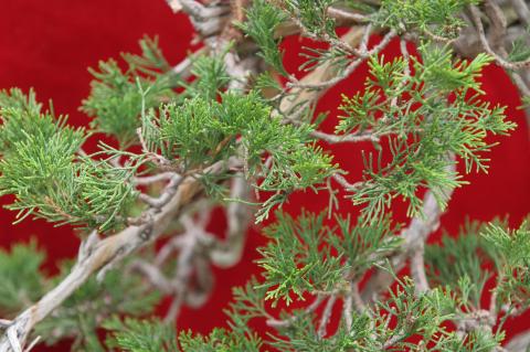 image Sabina rastrera (Juniperus sabina)
