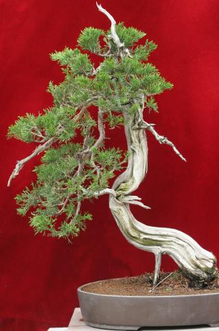 image Sabina rastrera (Juniperus sabina)