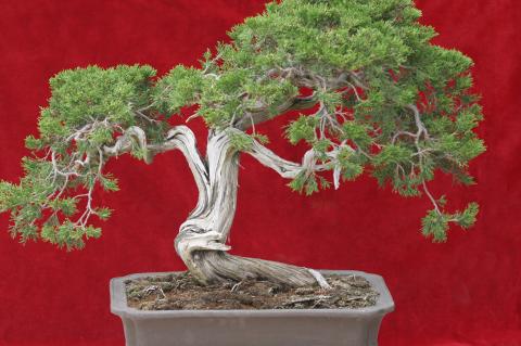 image Sabina rastrera (Juniperus sabina)