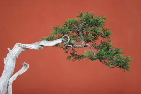 image Sabina rastrera (Juniperus sabina)