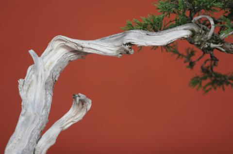 image Sabina rastrera (Juniperus sabina)