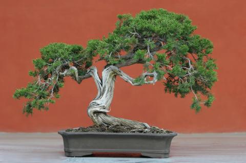 image Sabina rastrera (Juniperus sabina)