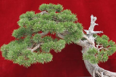 image Pino (Pinus communis)