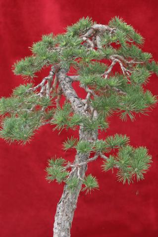 image Pino (Pinus communis)