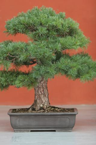 image Pino blanco japonés (Pinus parviflora)