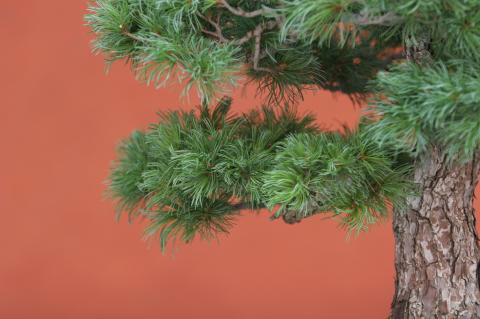 image Pino blanco japonés (Pinus parviflora)