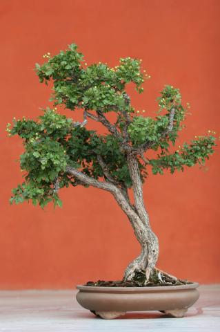 image Espino majuelo (Crataegus monogyna)